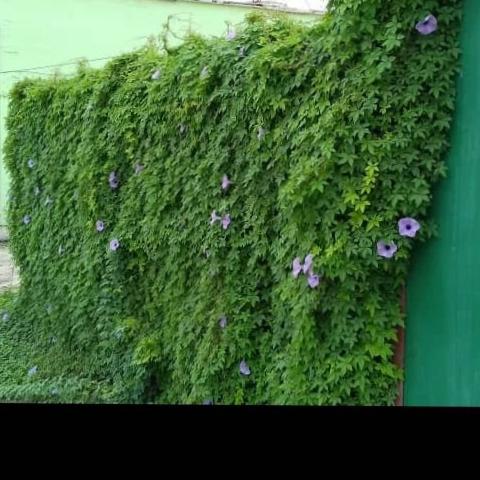 قلمه پیچک نیلوفر مصری (10 عدد)