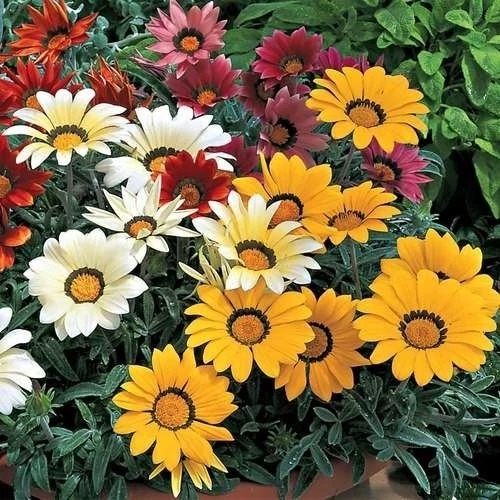 بذر گل گازانیا الوان(50 عدد)