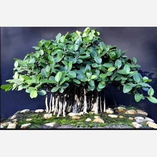 بذر کمیاب فیکوس بنگالی (10 عدد)