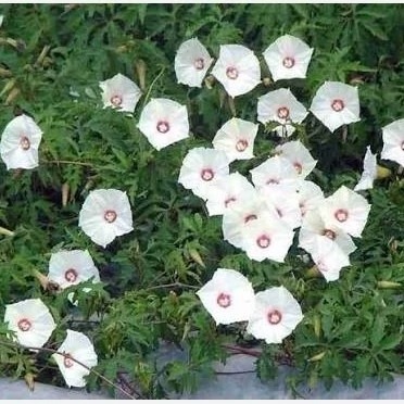 بذر پیچک آلامو(5 عدد)