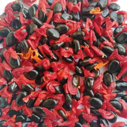 بذر درخت آکاسیا (10 عدد)