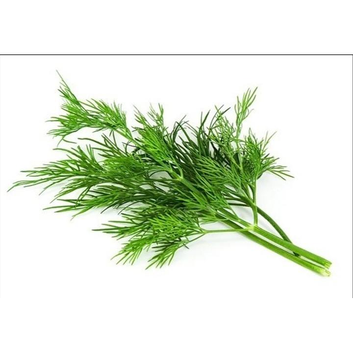 بذر شوید(600 عدد) مناسب 3 مترمربع