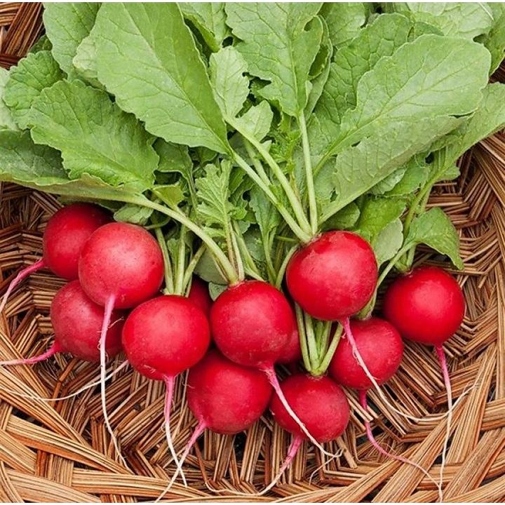 بذر تربچه (1000عدد) مناسب 2 مترمربع