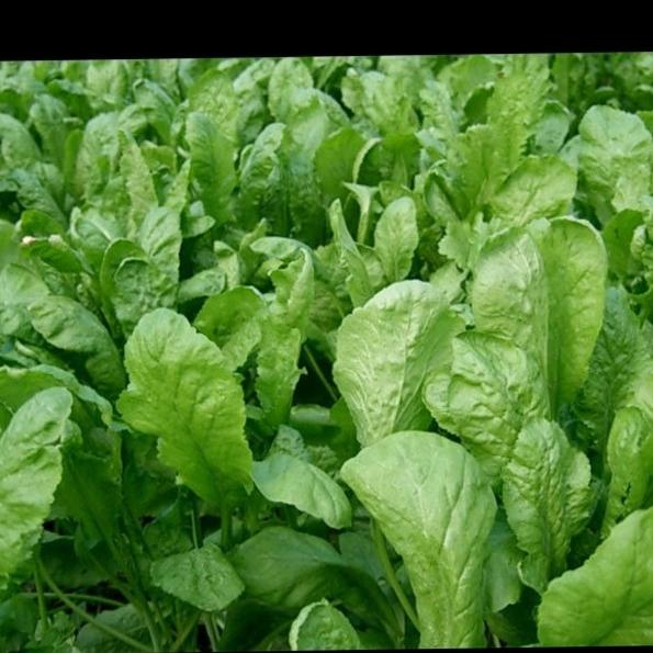 بذر شاهی برگ پهن (1500عدد) مناسب 3 مترمربع