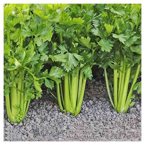 بذر کرفس(1500 عدد) مناسب 10 متر مربع