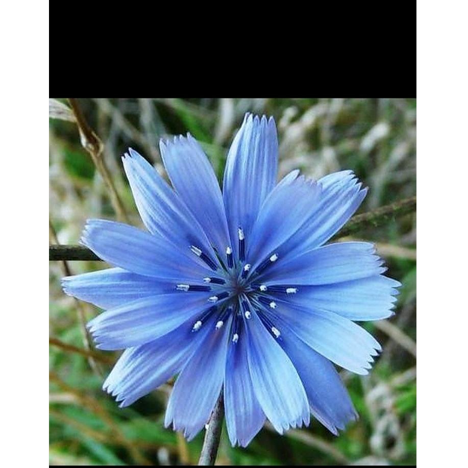 بذر کاسنی (500 عدد) مناسب 10 متر مربع