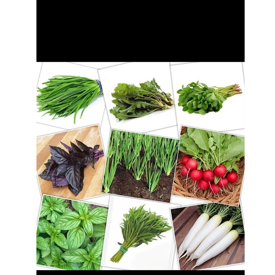 پک بذر سبزیجات (12 نمونه سبزی پرمصرف)