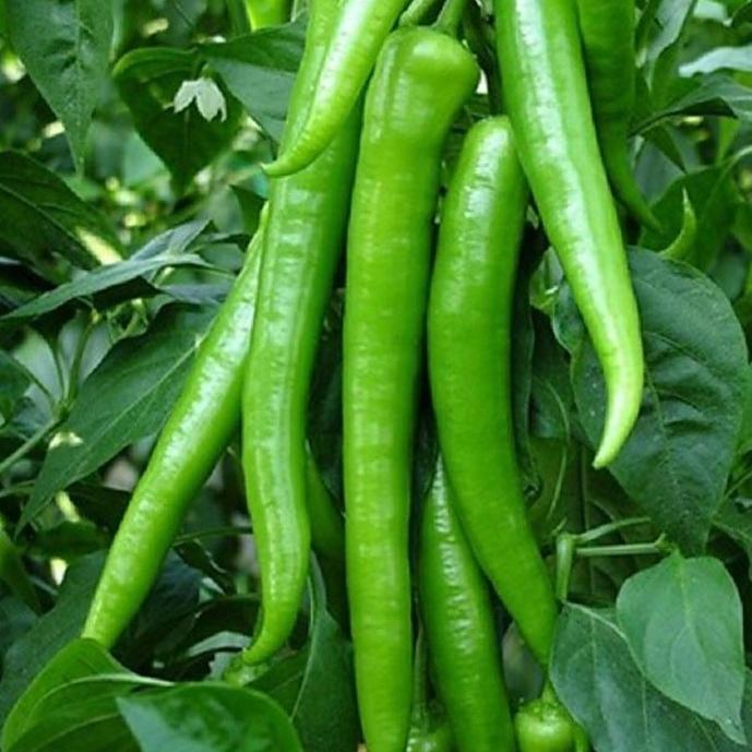 بذر فلفل سبز شیرین (10 عدد)