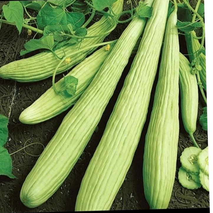 بذر خیار چنبر (10 عدد)