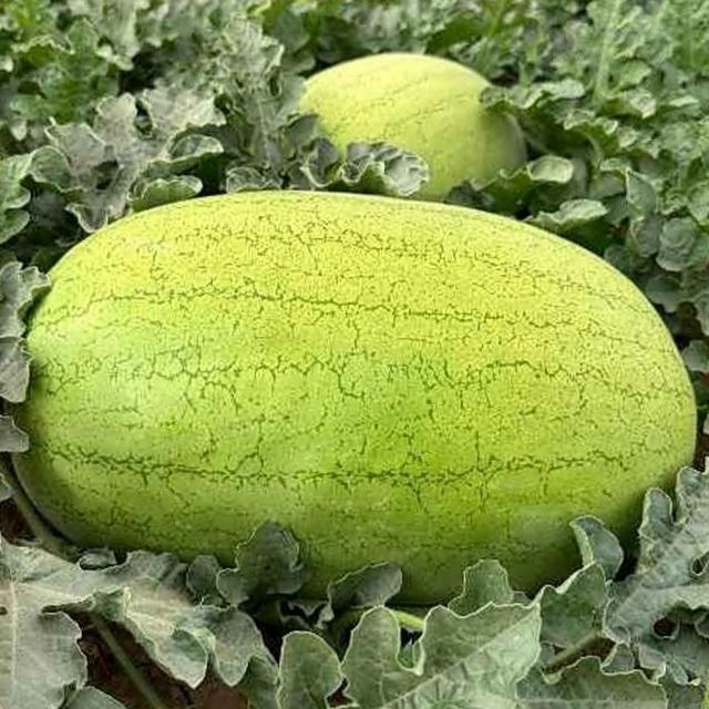 بذر هندوانه آجیلی (10 عدد)