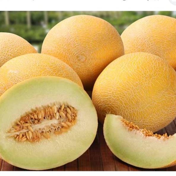 بذر ملون عسلی (10 عدد)