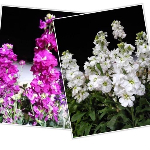 بذر گل شب بو (10 عدد)