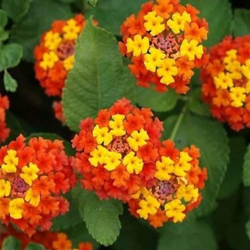 بذر شاهپسند نارنجی (10 عدد)