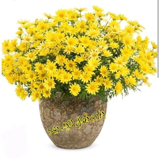 بذر مارگریت ایرانی(سفید و زرد) 100 عدد