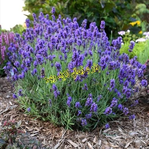 بذر اسطوخودوس یا لَوِندر(10 عدد)