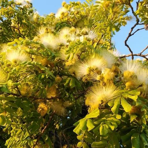 بذر درخت ابریشم زرد(10عدد)