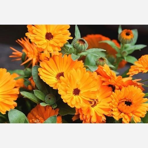 بذر گل همیشه بهار (50 عدد)