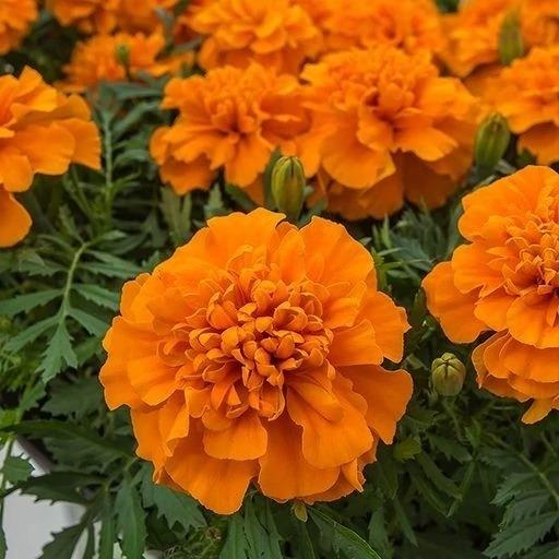 بذر گل نارنجی (50 عدد)