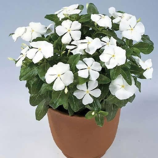 بذر گل پریوش سفید (10 عدد)