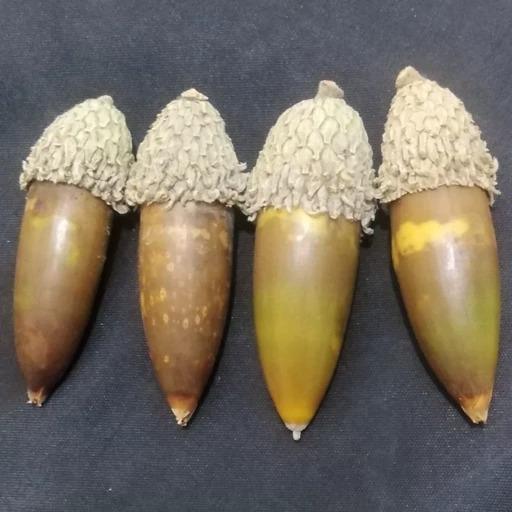 بذر بلوط جنگلی(بلوط زاگرس) 3 عدد