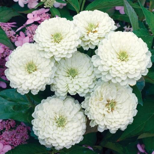 بذر آهار سفید /پرپر پاکوتاه(10 عدد)