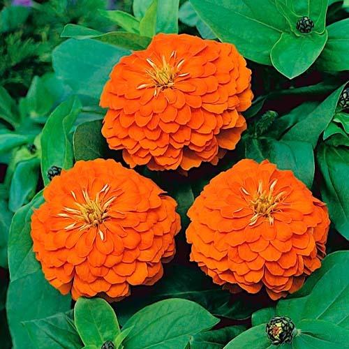 بذر آهار نارنجی/پرپر پاکوتاه (10 عدد)