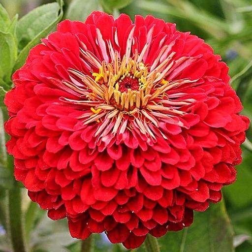 بذر آهار قرمز /پرپر پاکوتاه (10 عدد)