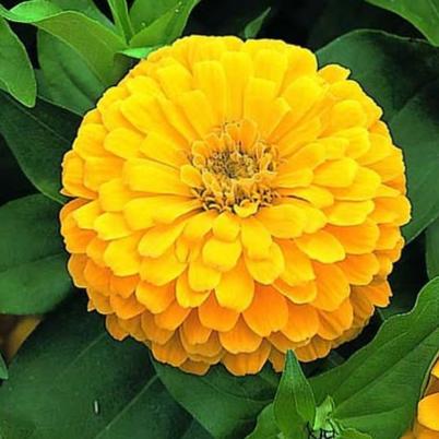 بذر آهار زرد/پرپر پاکوتاه (10 عدد)