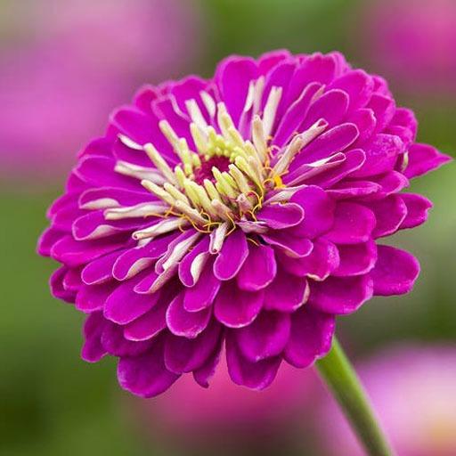 بذر آهار ارغوانی /پرپر پاکوتاه (10 عدد)