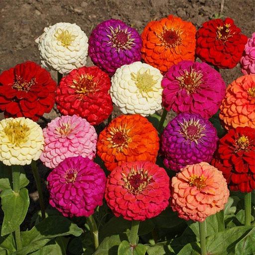 بذر آهار الوان گل درشت/پرپر پابلند (10 عدد)