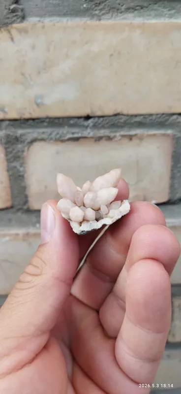 رز کوارتز غنچه ای بینظیر سمنان