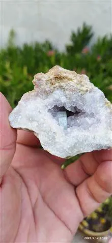 همرشدی