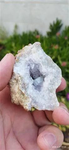 همرشدی