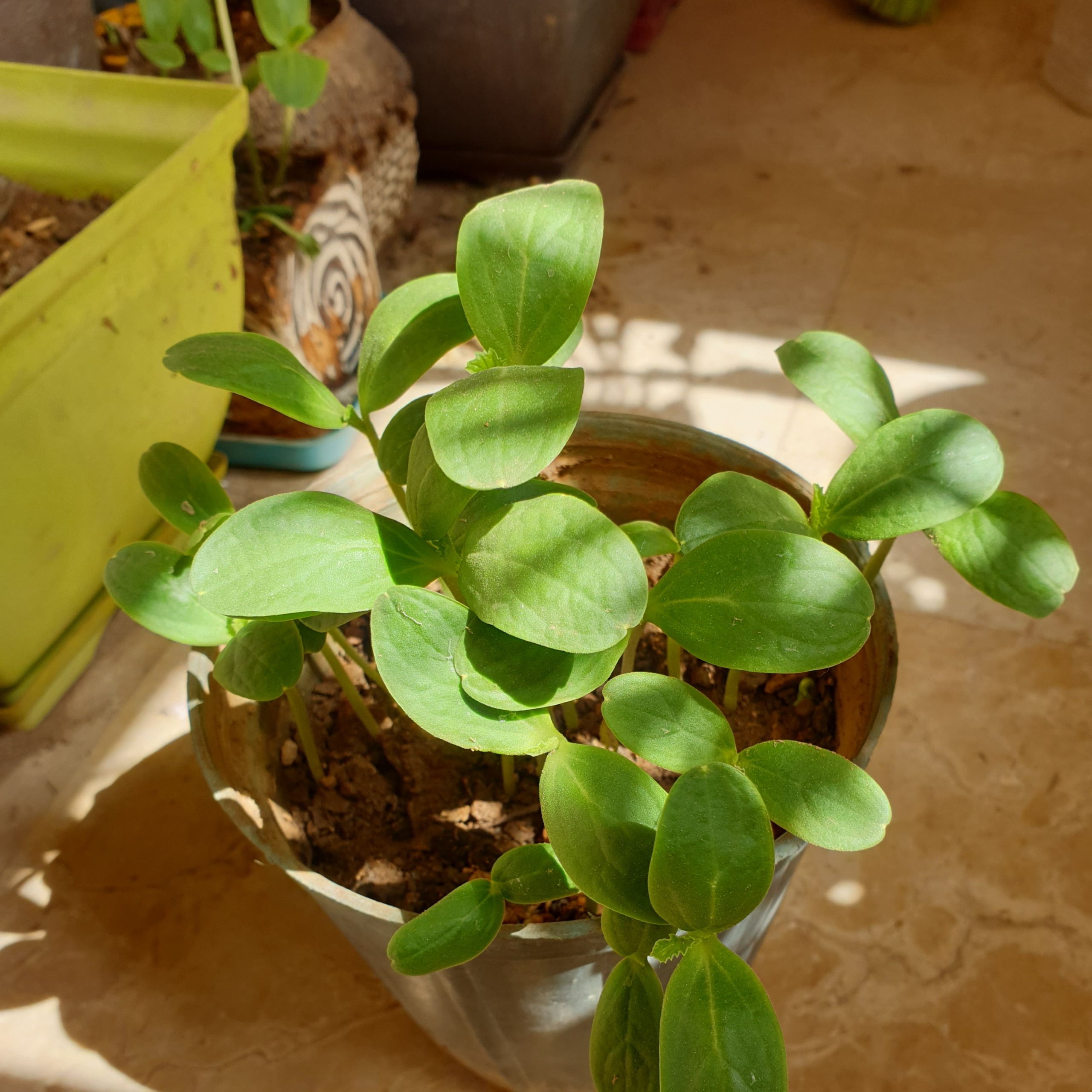 بذر دانه طالبی گرمک ملون مخلوط بسته پنجاه گرمی