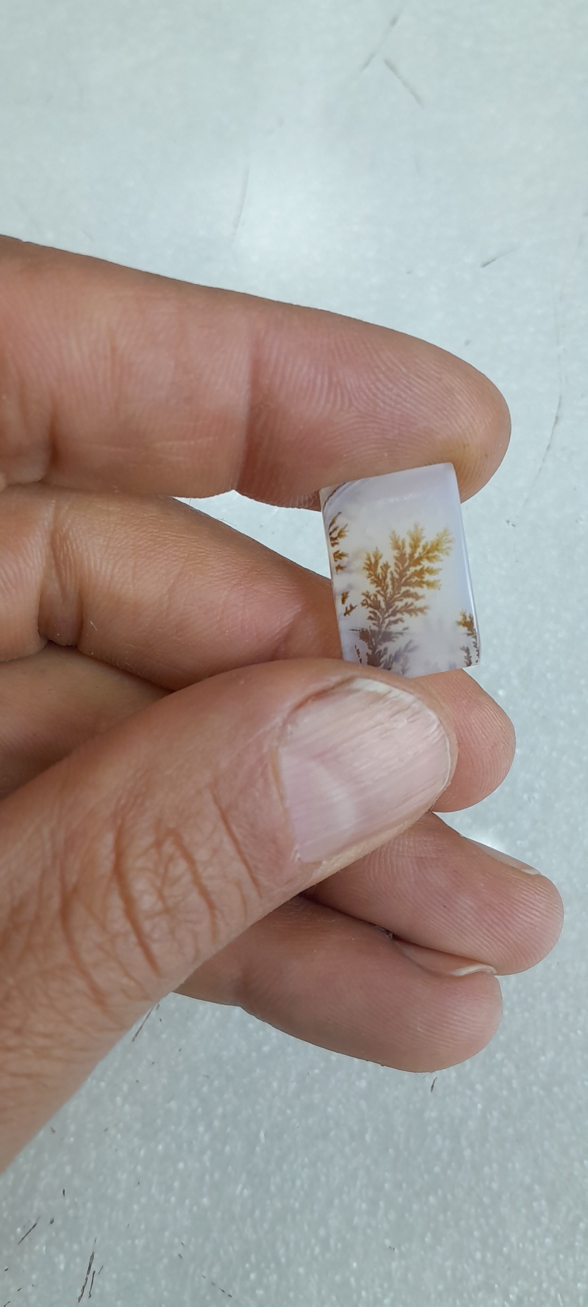 شجر تک درخت