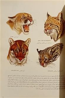 طراحی