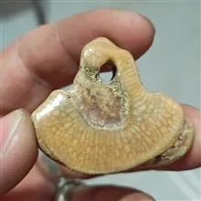 مهره