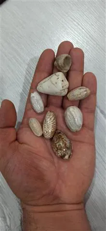 مجموعه