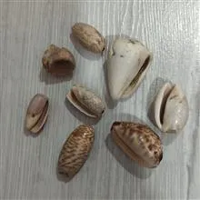 مجموعه