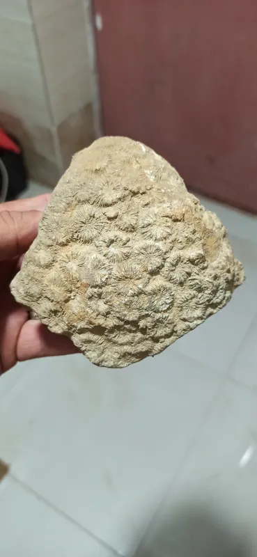 فسیل مرجان سایز بزرگ