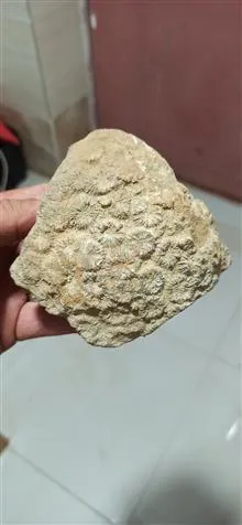 فسیل