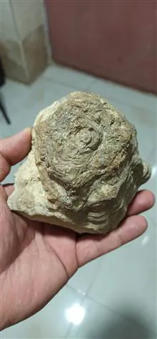 فسیل