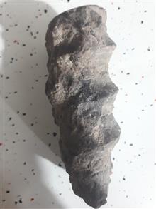 فسیل