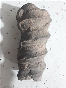 فسیل