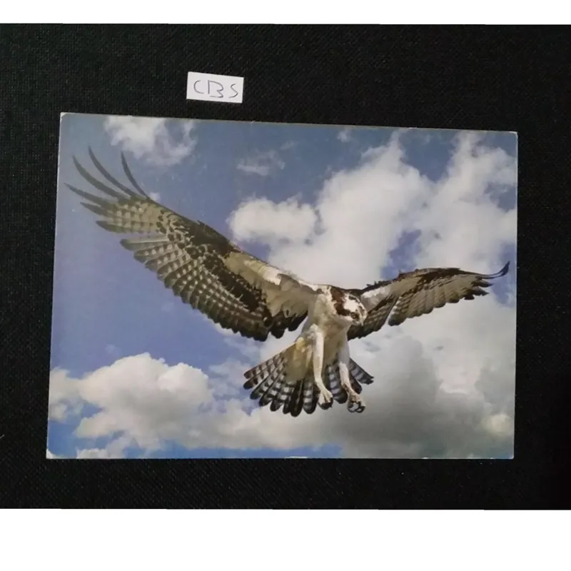 کارت پستال زیبا موضوع پرنده شاهین