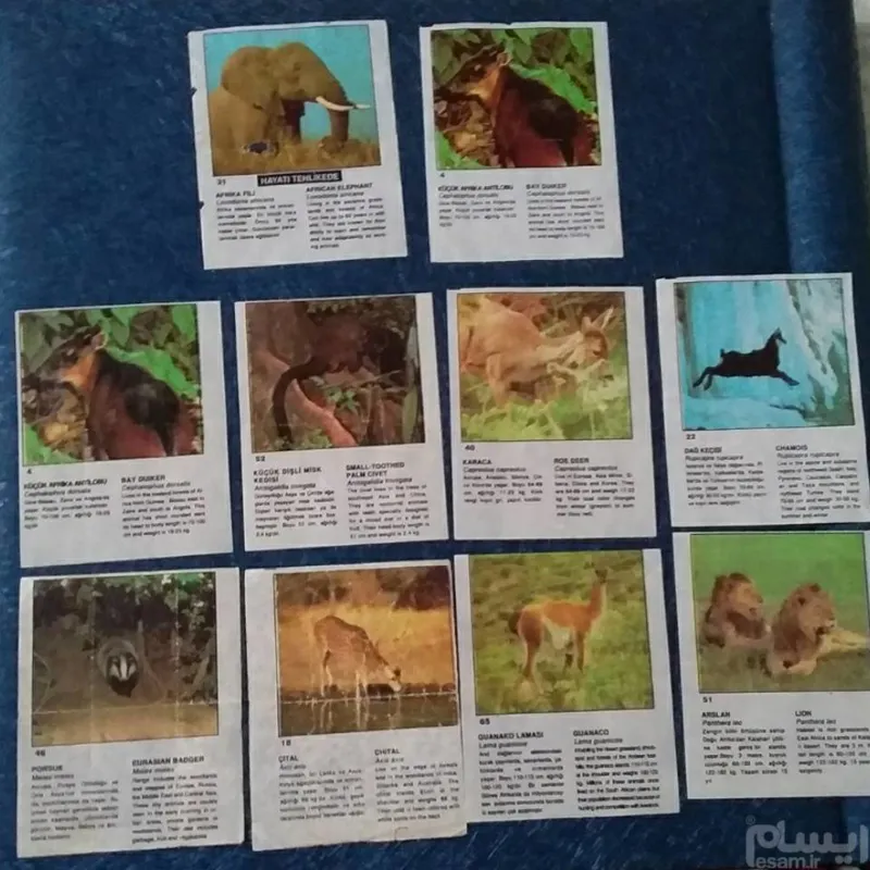 ست سین سین انیمالز نایاب