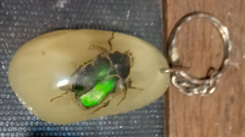 جاسویچی حشره بزرگ  مومیایی شده