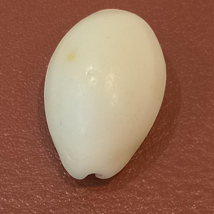 صدف سیپرا زیبا