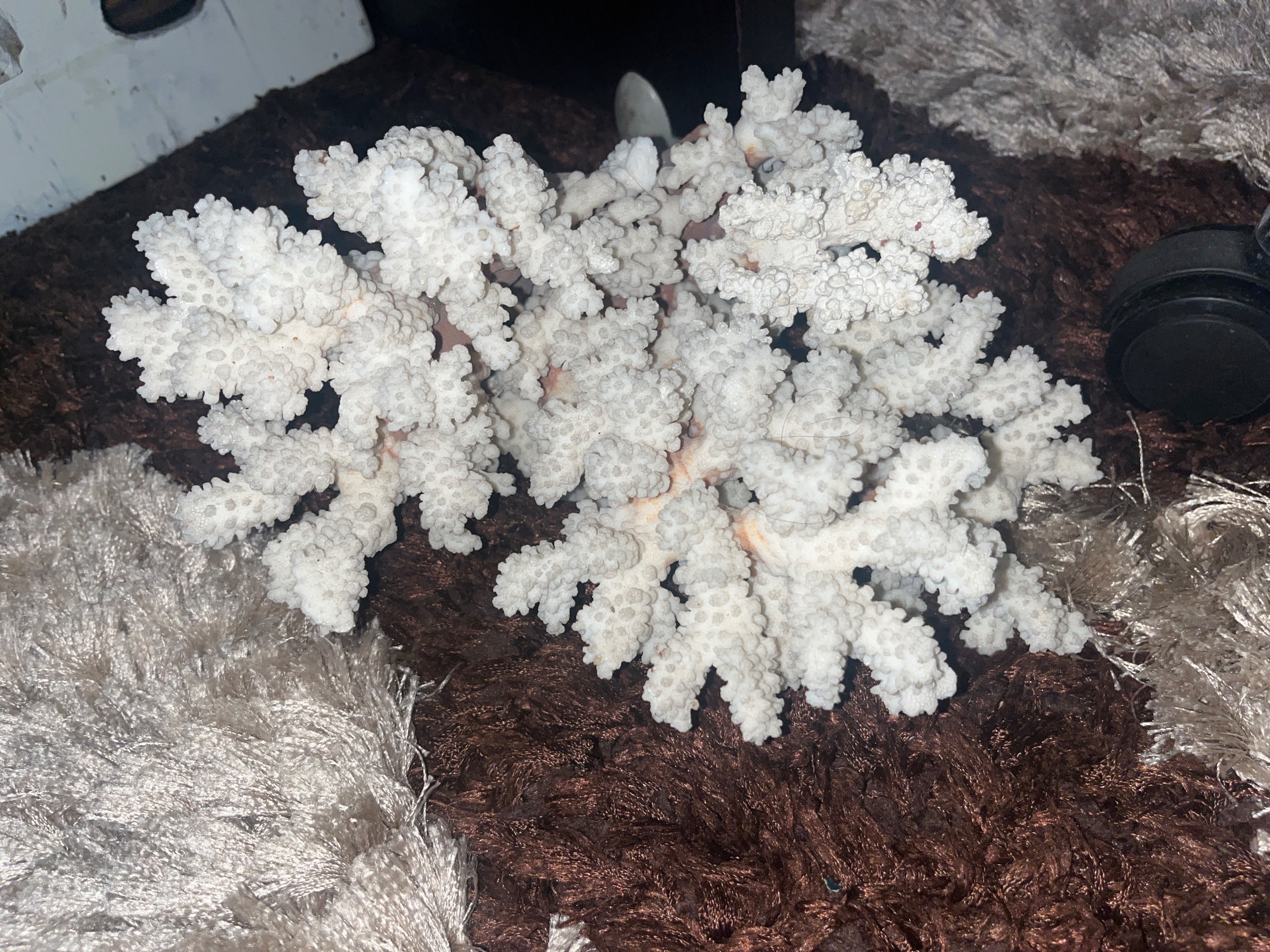 مرجان دریایی آنتیک شاخ گوزنی زیبا