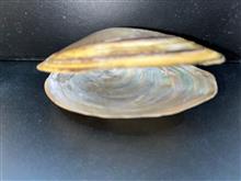 صدف